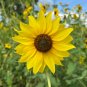 Wild Sunflower Helianthus annuus 100 Seeds