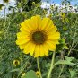 Wild Sunflower Helianthus annuus 100 Seeds