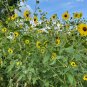 Wild Sunflower Helianthus annuus 100 Seeds