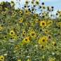 Wild Sunflower Helianthus annuus 100 Seeds