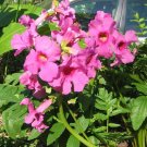 Hardy Gloxinia Incarvillea delavayi 100 Seeds Hardy Gloxinia Incarvillea delavayi 100 Seeds