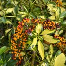Dwarf Umbrella Tree Schefflera arboricola 100 Seeds Dwarf Umbrella Tree Schefflera arboricola 100 Seeds