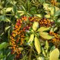 Dwarf Umbrella Tree Schefflera arboricola 100 Seeds