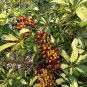 Dwarf Umbrella Tree Schefflera arboricola 100 Seeds