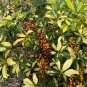 Dwarf Umbrella Tree Schefflera arboricola 100 Seeds