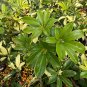 Dwarf Umbrella Tree Schefflera arboricola 100 Seeds