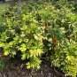 Dwarf Umbrella Tree Schefflera arboricola 100 Seeds