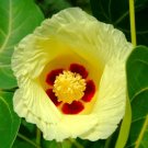 Seaside Mahoe Portia Tree Thespesia populnea 20 Seeds