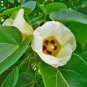 Seaside Mahoe Portia Tree Thespesia populnea 20 Seeds