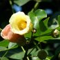 Seaside Mahoe Portia Tree Thespesia populnea 20 Seeds