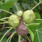 Seaside Mahoe Portia Tree Thespesia populnea 20 Seeds