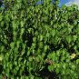 Seaside Mahoe Portia Tree Thespesia populnea 20 Seeds