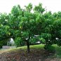 Seaside Mahoe Portia Tree Thespesia populnea 20 Seeds