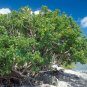 Seaside Mahoe Portia Tree Thespesia populnea 20 Seeds