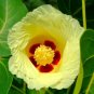 Seaside Mahoe Portia Tree Thespesia populnea 20 Seeds