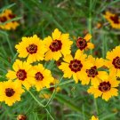 Plains Coreopsis Golden Tickseed Coreopsis tinctoria 100 Seeds Plains Coreopsis Golden Tickseed Coreopsis tinctoria 100 Seeds