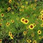 Plains Coreopsis Golden Tickseed Coreopsis tinctoria 100 Seeds