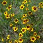Plains Coreopsis Golden Tickseed Coreopsis tinctoria 100 Seeds