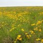 Plains Coreopsis Golden Tickseed Coreopsis tinctoria 100 Seeds