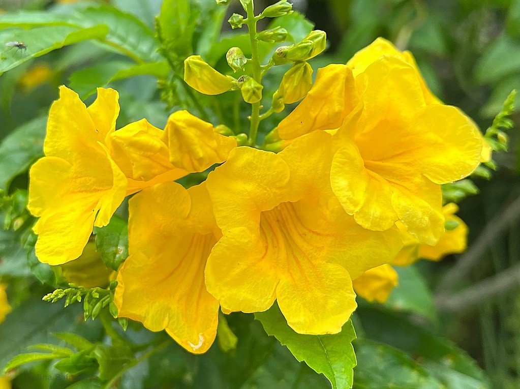 Yellow Bells Yellow Elder Tecoma stans 100 Seeds