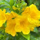 Yellow Bells Yellow Elder Tecoma stans 100 Seeds