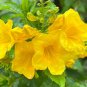 Yellow Bells Yellow Elder Tecoma stans 100 Seeds