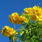 Yellow Bells Yellow Elder Tecoma stans 100 Seeds