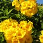 Yellow Bells Yellow Elder Tecoma stans 100 Seeds
