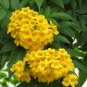 Yellow Bells Yellow Elder Tecoma stans 100 Seeds