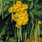 Yellow Bells Yellow Elder Tecoma stans 100 Seeds