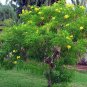 Yellow Bells Yellow Elder Tecoma stans 100 Seeds