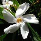 White Oleander Nerium oleander 20 Seeds