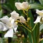 White Oleander Nerium oleander 20 Seeds