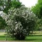 White Oleander Nerium oleander 20 Seeds