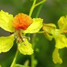 Jerusalem Thorn Mexican Paloverde Parkinsonia aculeata 100 Seeds