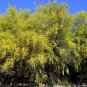 Jerusalem Thorn Mexican Paloverde Parkinsonia aculeata 100 Seeds