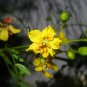 Jerusalem Thorn Mexican Paloverde Parkinsonia aculeata 100 Seeds