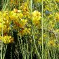 Jerusalem Thorn Mexican Paloverde Parkinsonia aculeata 100 Seeds
