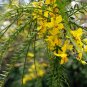 Jerusalem Thorn Mexican Paloverde Parkinsonia aculeata 100 Seeds