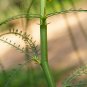 Jerusalem Thorn Mexican Paloverde Parkinsonia aculeata 100 Seeds