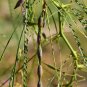 Jerusalem Thorn Mexican Paloverde Parkinsonia aculeata 100 Seeds
