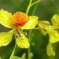 Jerusalem Thorn Mexican Paloverde Parkinsonia aculeata 100 Seeds