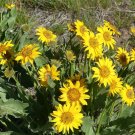 Arrowleaf Balsamroot Balsamorhiza sagittata 100 Seeds