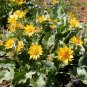 Arrowleaf Balsamroot Balsamorhiza sagittata 100 Seeds
