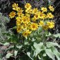 Arrowleaf Balsamroot Balsamorhiza sagittata 100 Seeds