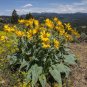 Arrowleaf Balsamroot Balsamorhiza sagittata 100 Seeds