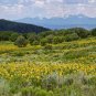 Arrowleaf Balsamroot Balsamorhiza sagittata 100 Seeds