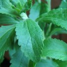 Stevia Sweetleaf Stevia rebaudiana 100 Seeds