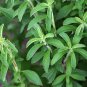 Stevia Sweetleaf Stevia rebaudiana 100 Seeds