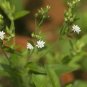 Stevia Sweetleaf Stevia rebaudiana 100 Seeds